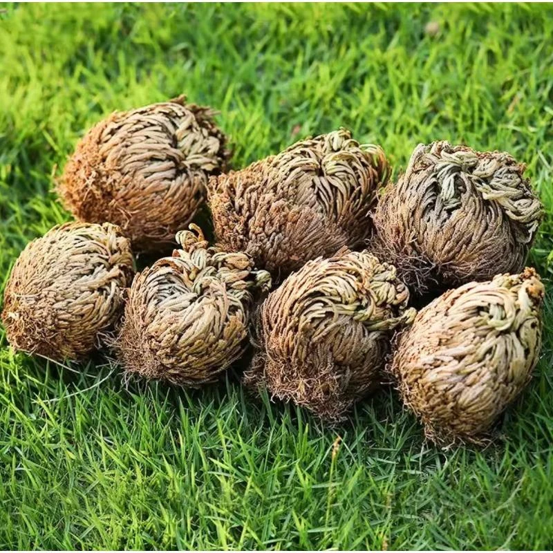 【阿甘甄选】现收土特产 永-恒-草 净含量:250/500g