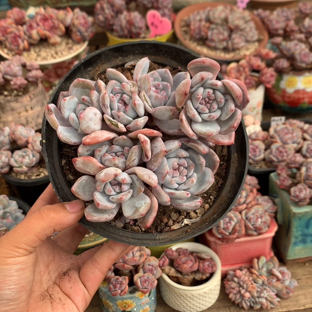 哈哈哈哈哈哈哈哈1