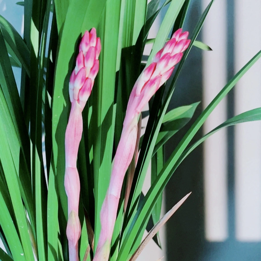 【贵妃醉酒】室内绿植盆栽浓香型