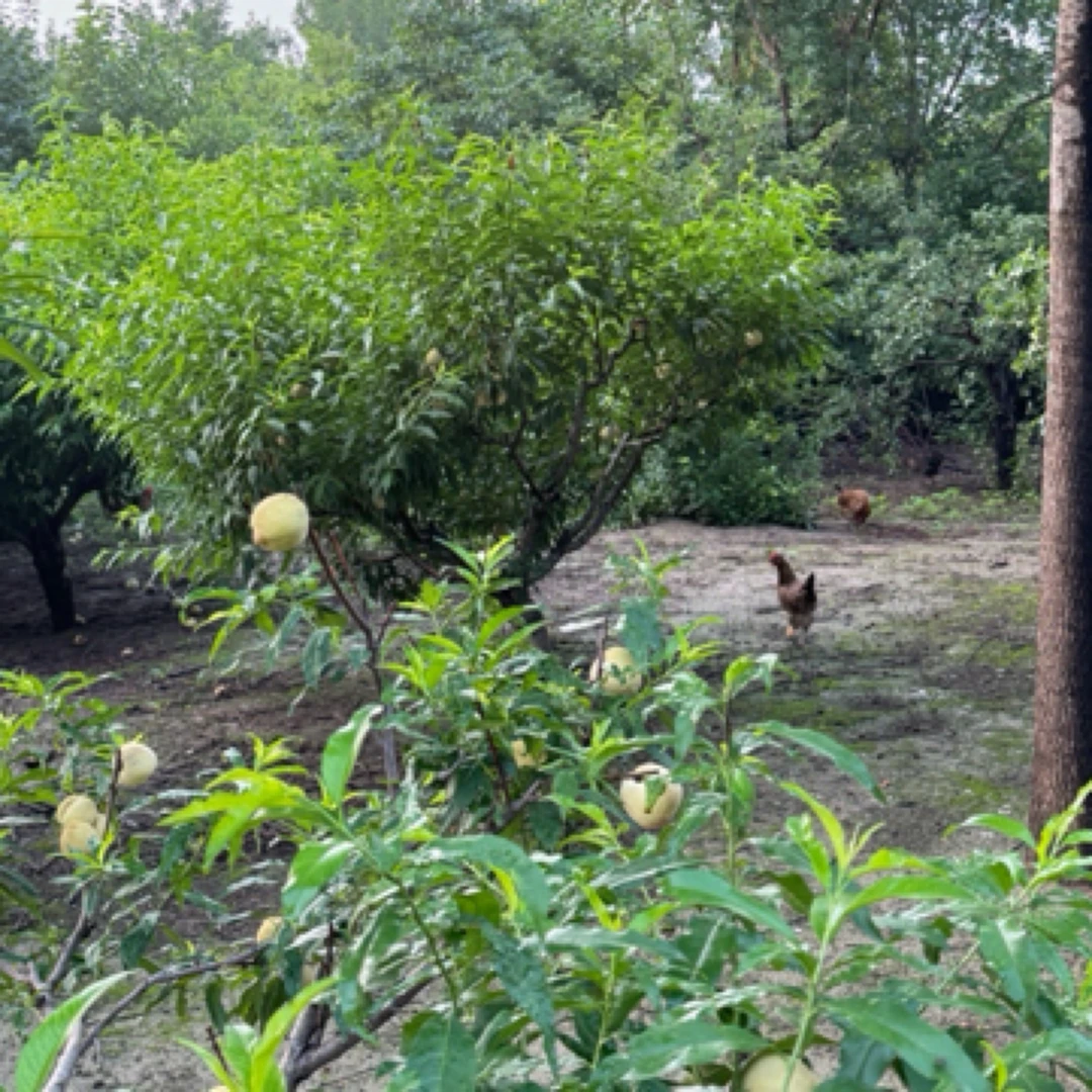 杨老帽林下散养土鸡蛋