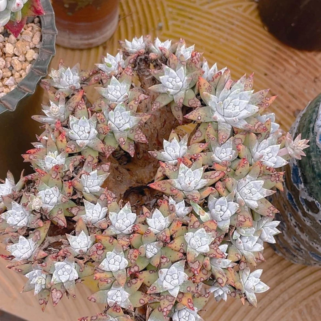 【闪购商品】白姆白姆