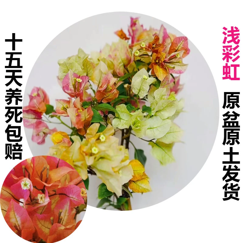 浅彩虹(三角梅)原盆原生大苗四季开花老桩爬藤植物
