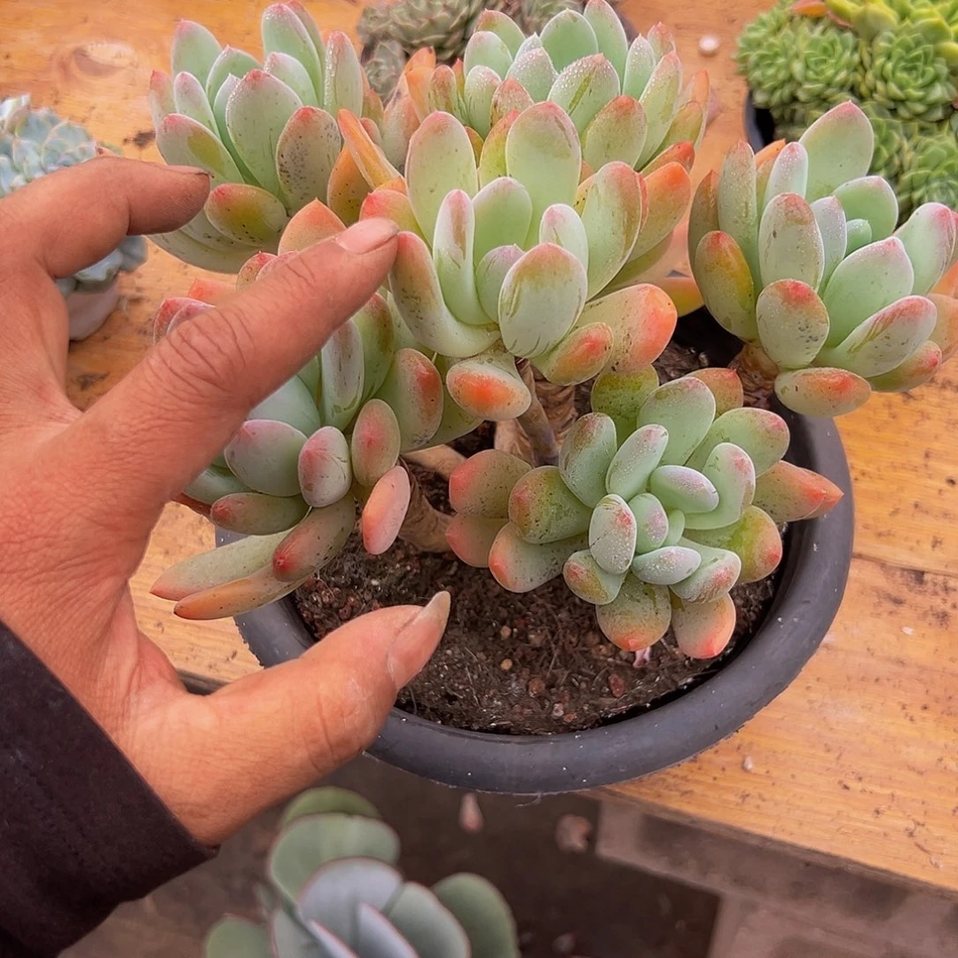 人***天好养活多肉植物灰姑娘