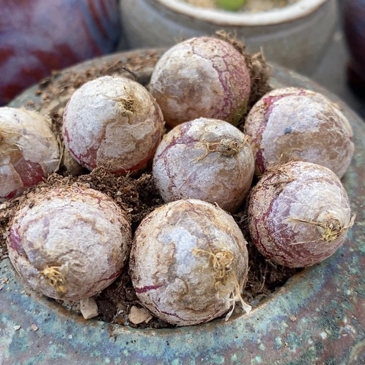 大灯泡一颗大灯泡