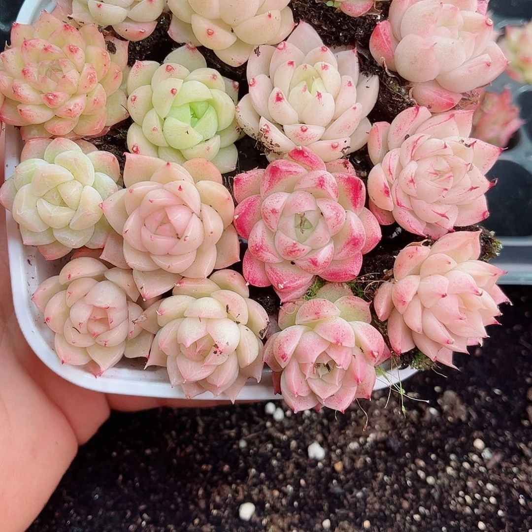 1-203 新疆西藏内蒙不发12.8包邮2-3公分多肉