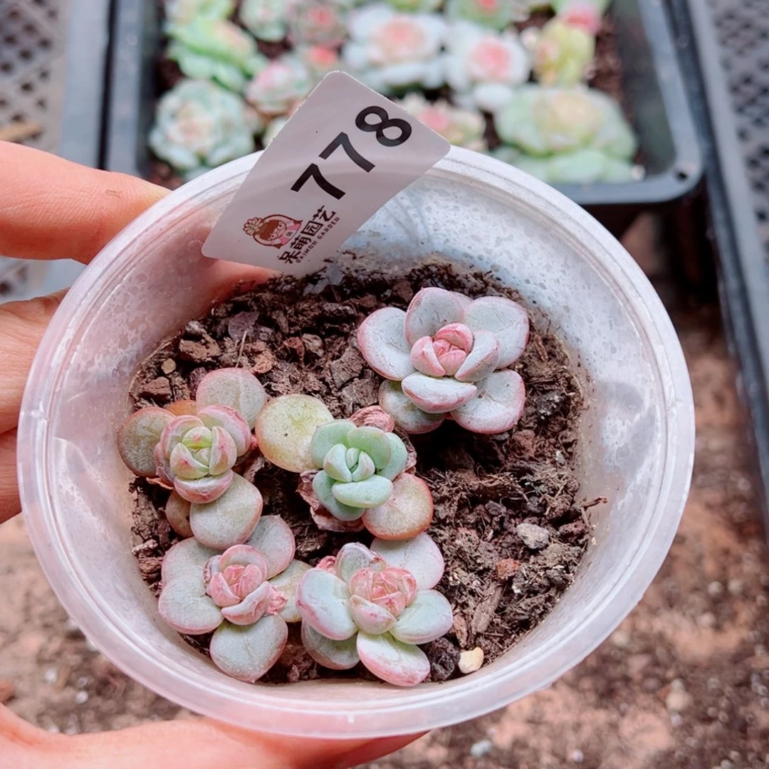 多肉植物多肉植物