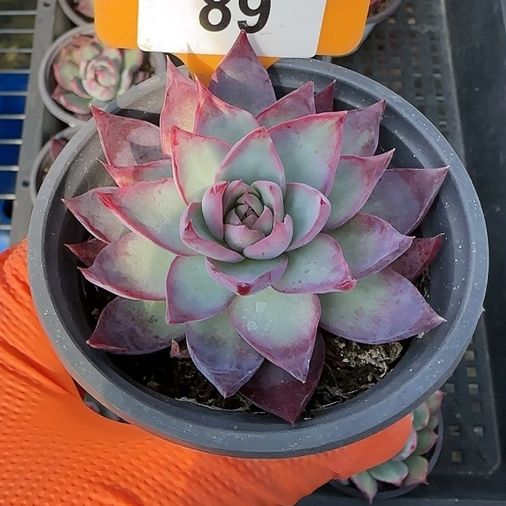 89 惊鸿仙子多肉植物6-9cm