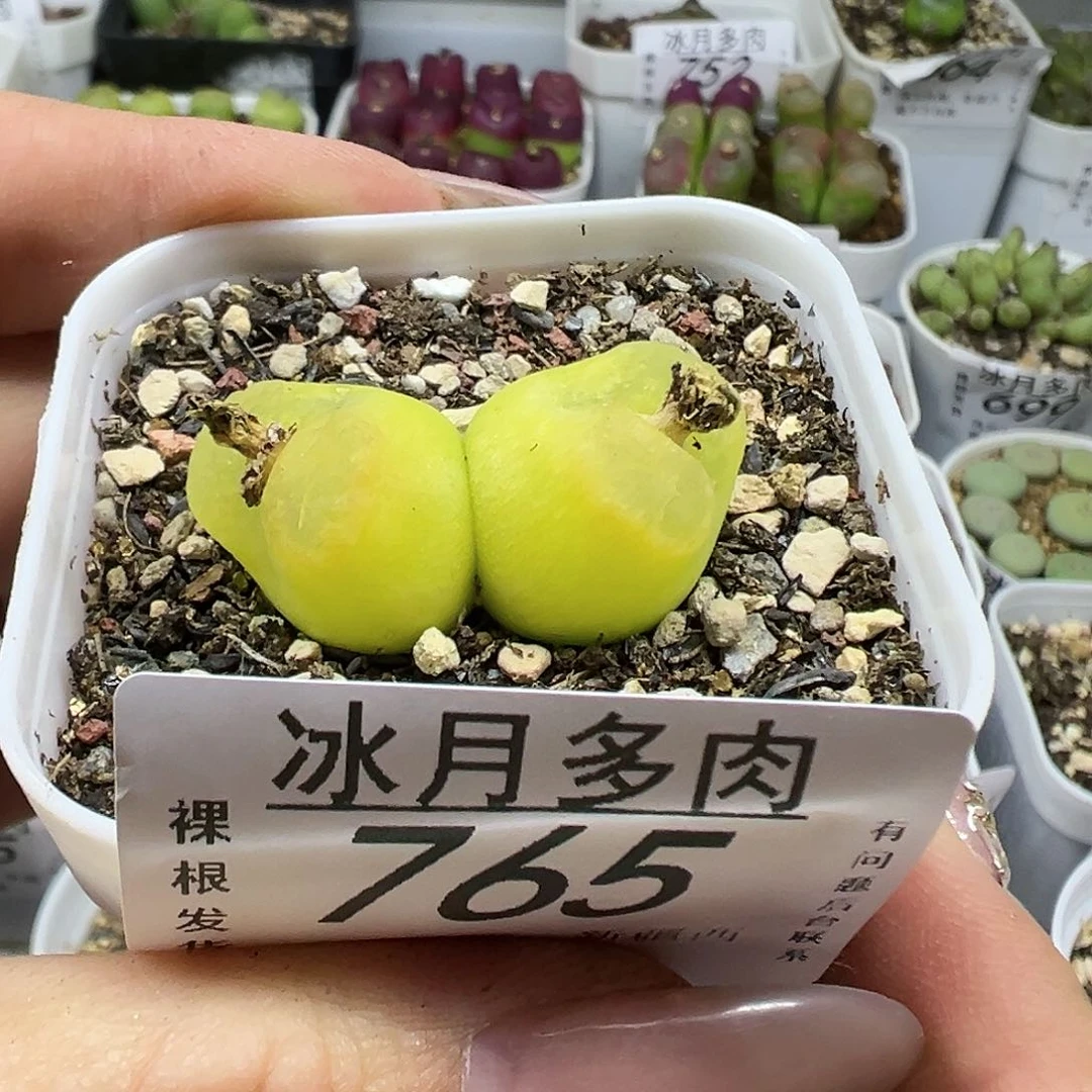 765欧泡带盆土发货