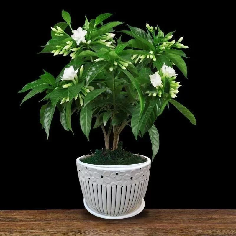 丁香花盆栽水晶茉莉   二十二点九 丛生