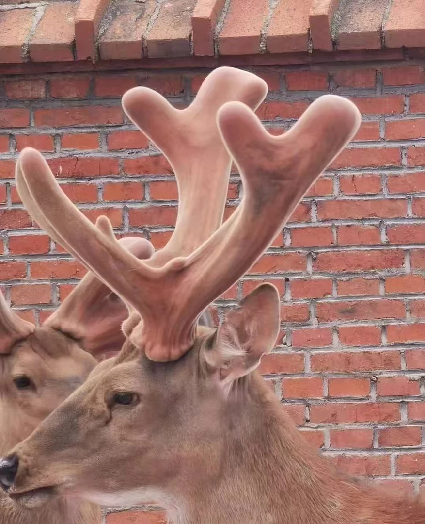 东北特产鹿产品以实物为准鹿角新鲜鹿茸