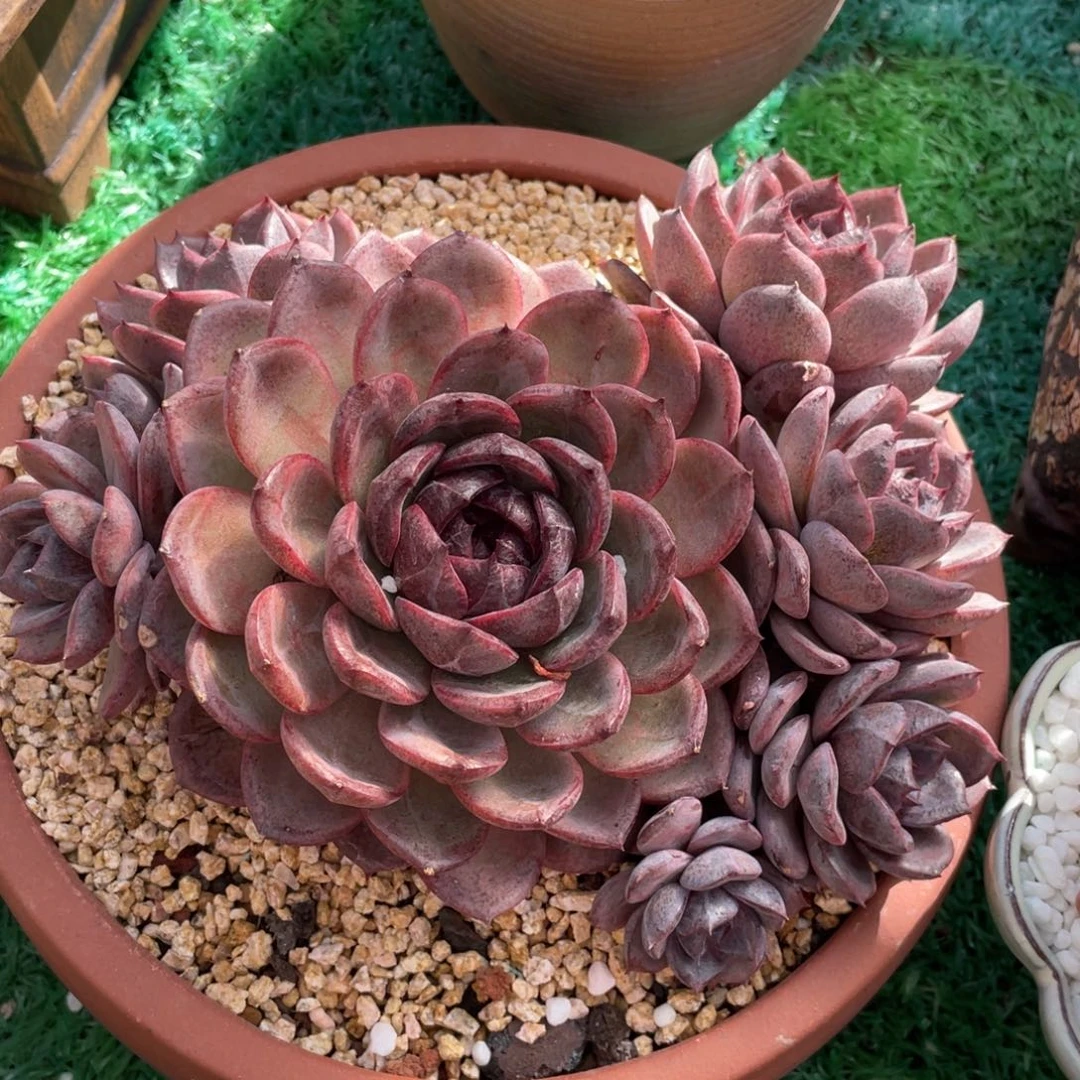 黑橙多肉植物盆栽多肉