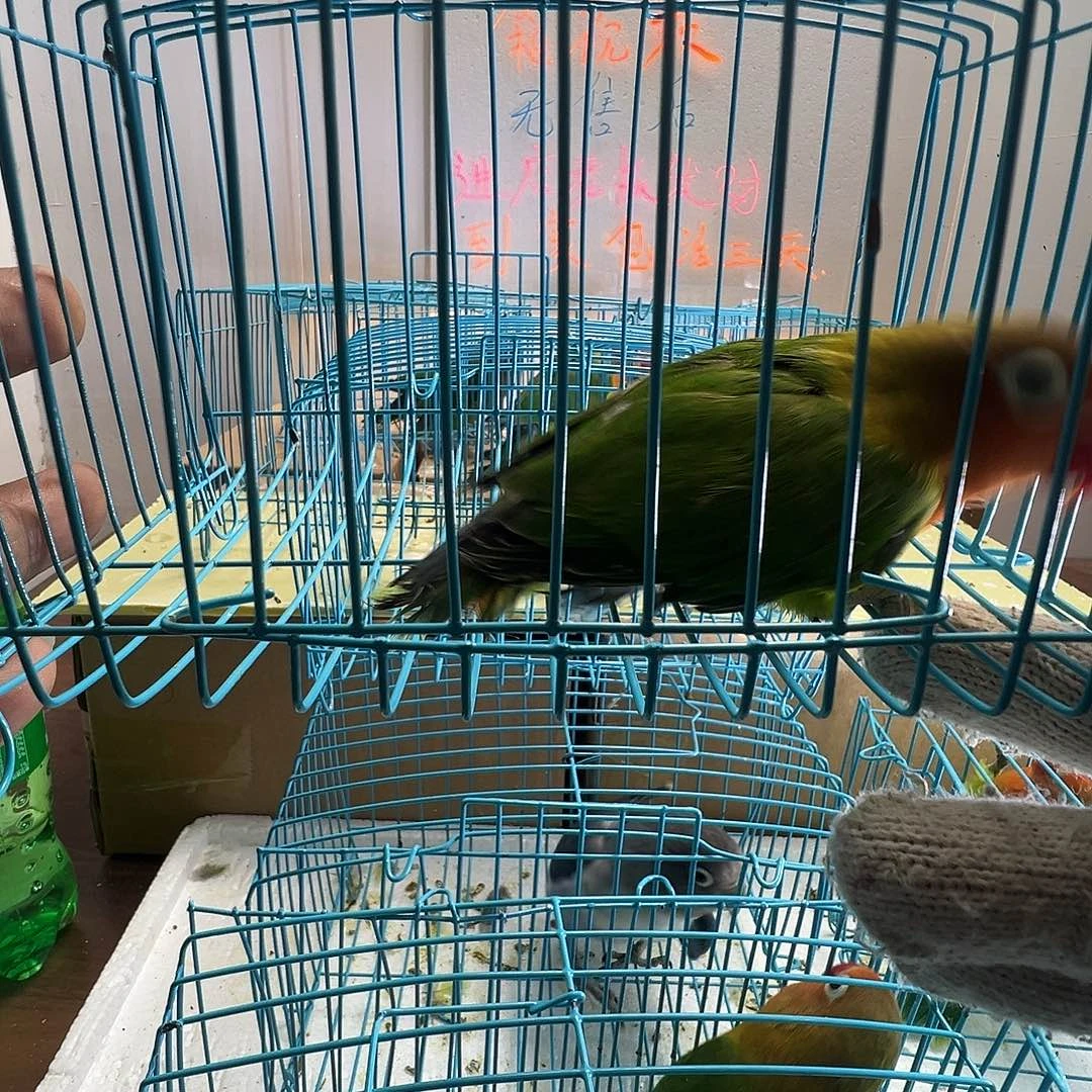 桃脸牡丹鹦鹉牡丹绿宗头