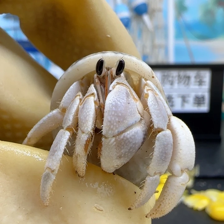A10蓝白 西沙1.4cm口径
