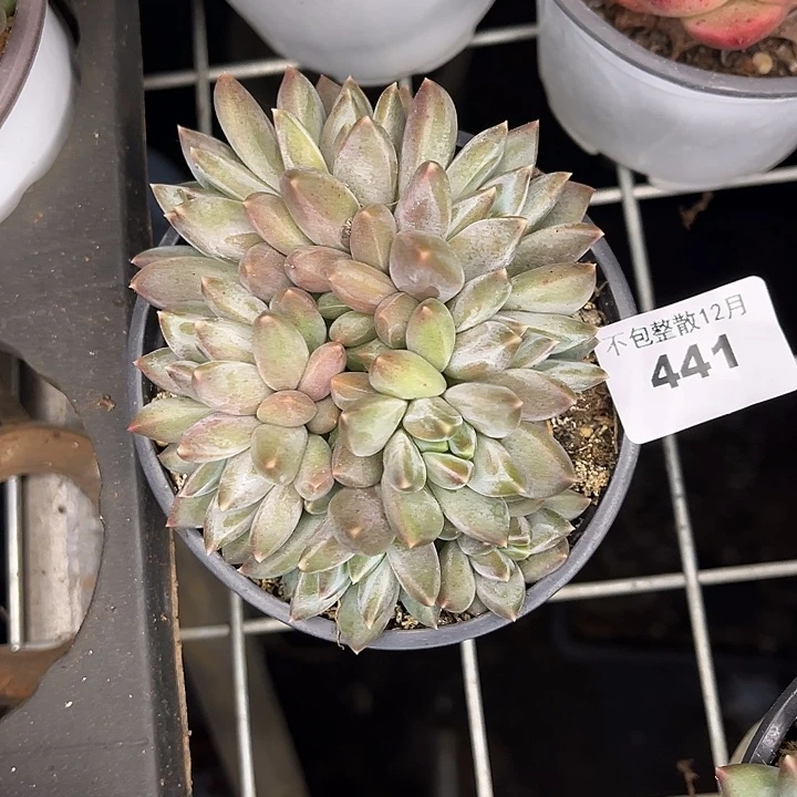 阿雅园艺。      441