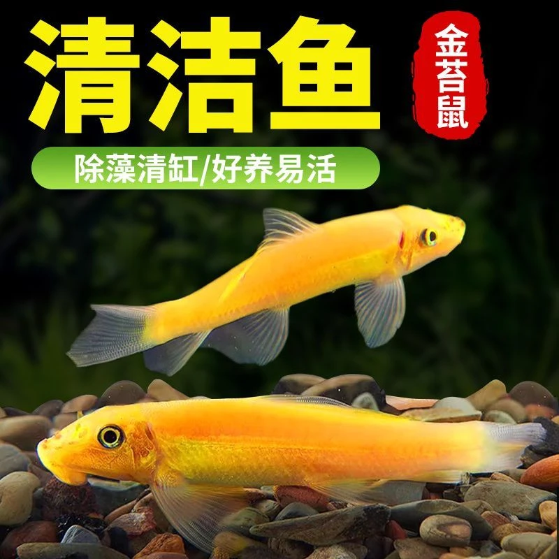 金苔鼠淡水清洁鱼热带鱼新手好养吸盘工具鱼水族清缸型除藻老鼠鱼