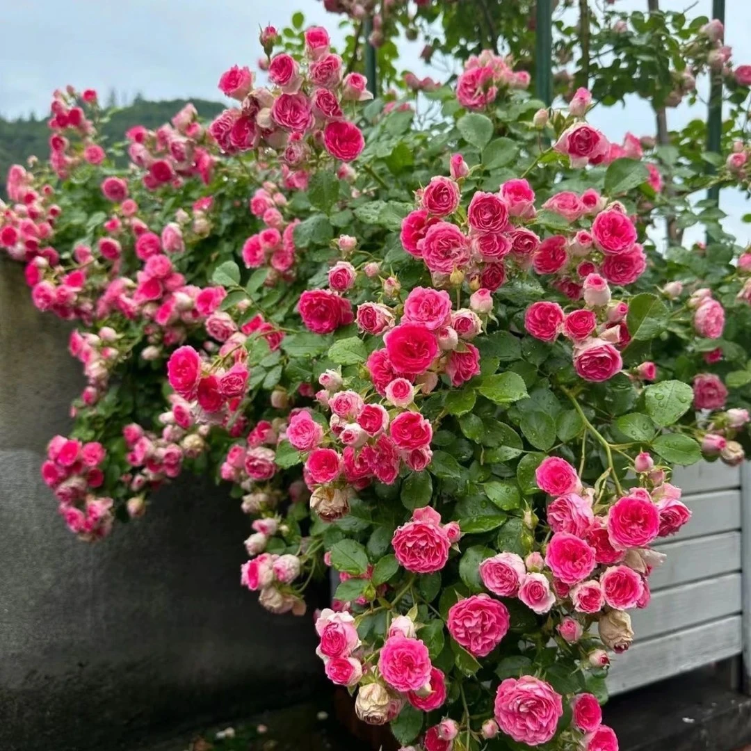 【60-80cm】胭脂扣藤本月季多头群开花量大爬藤快阳台庭院盆栽