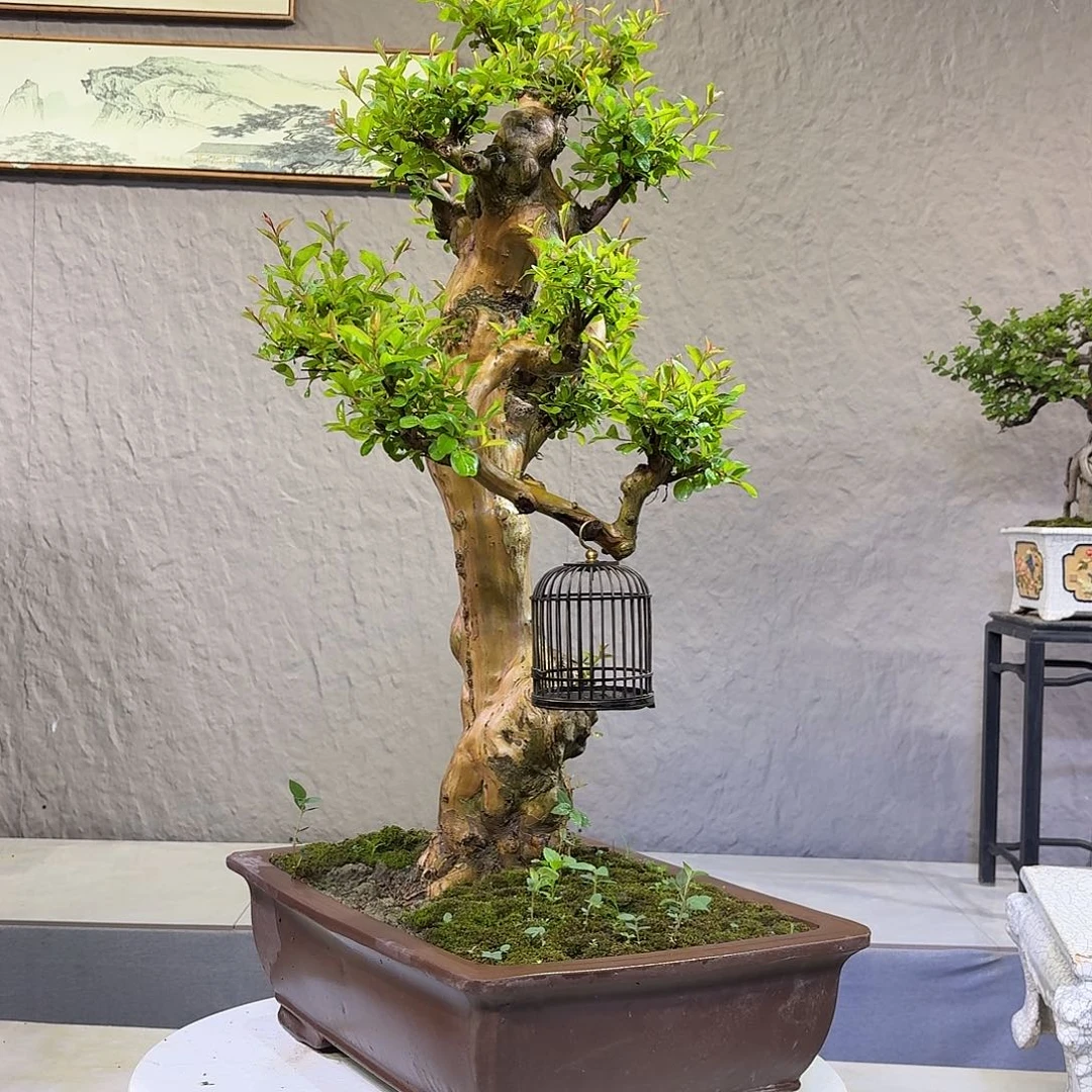 东***海无花朵紫薇盆景700