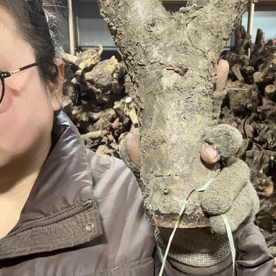 香榧木举****王火琉璃的毛料摆件