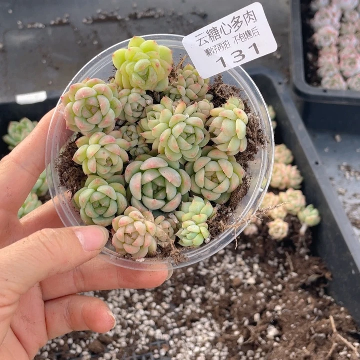云糖心多肉植物131
