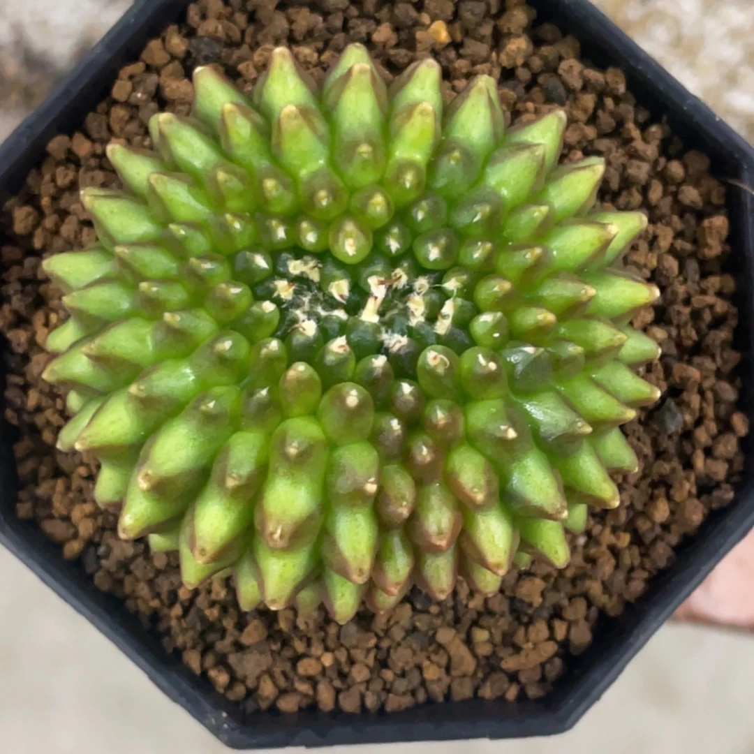 当前无花朵，栽培后可花朵貘缀