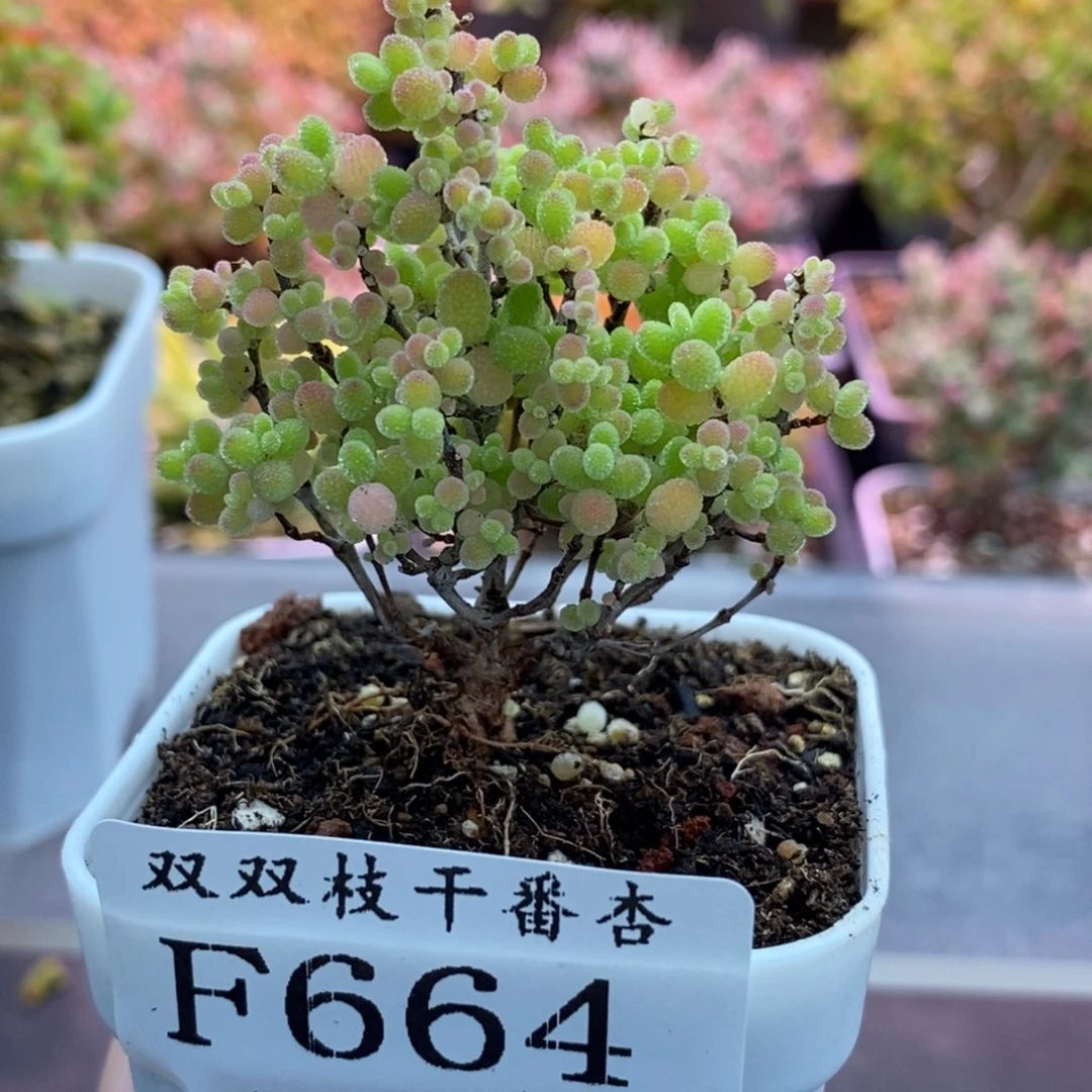 664蜜橘。