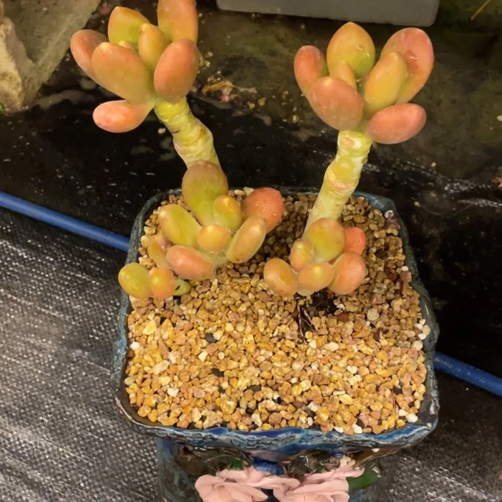 农**妮弥鹿之森一物一图