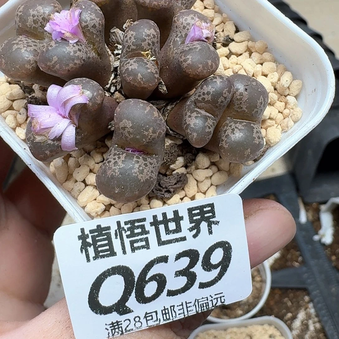 A***.多肉植物的润泽fev