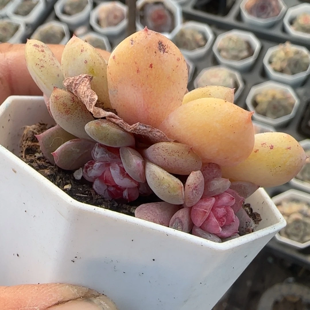 假***想多肉小卡拉米糖心一物一拍