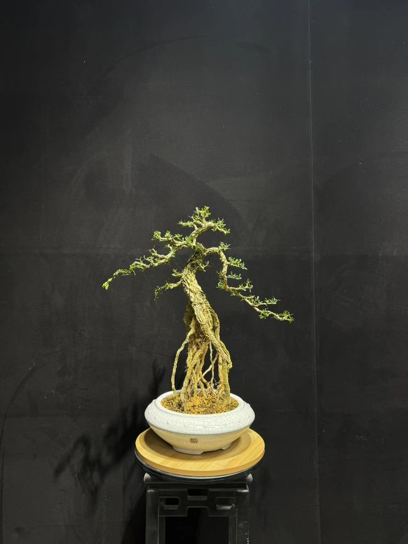 小叶雀舌皱皮黄杨室内桌面四季好养绿植盆景