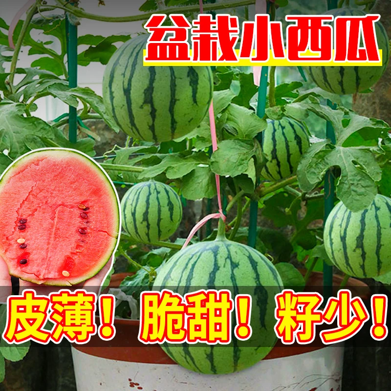 盆栽小西瓜种籽 红玉西瓜小糖丸早春红玉手剥小西瓜种子籽