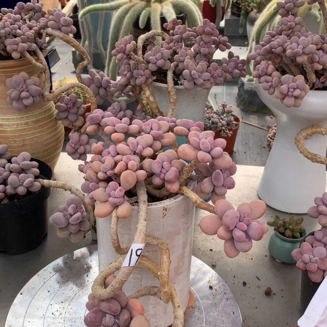 桃蛋老桩19号根部微瑕