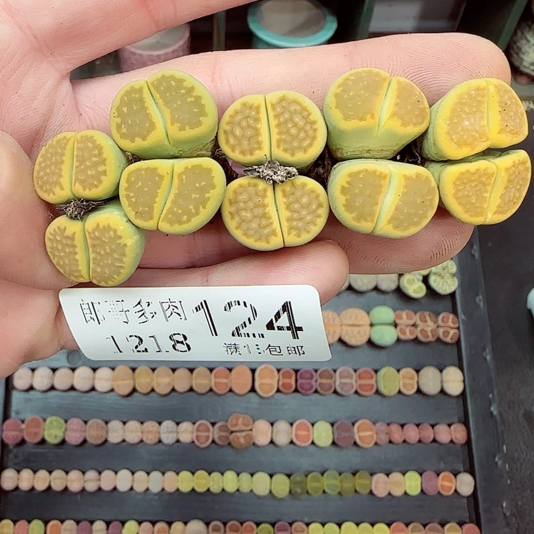 满满18包邮1218-124