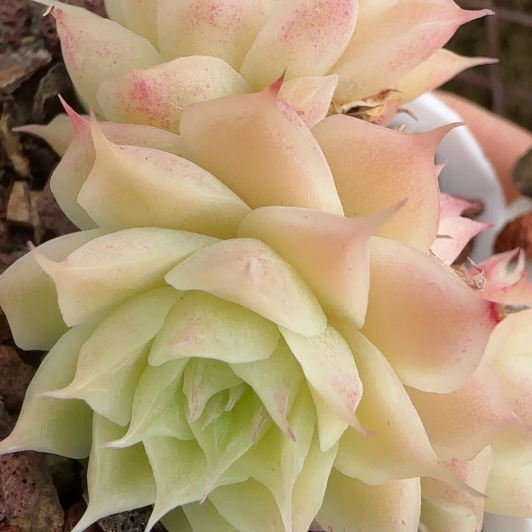 花语逸境0221-448散