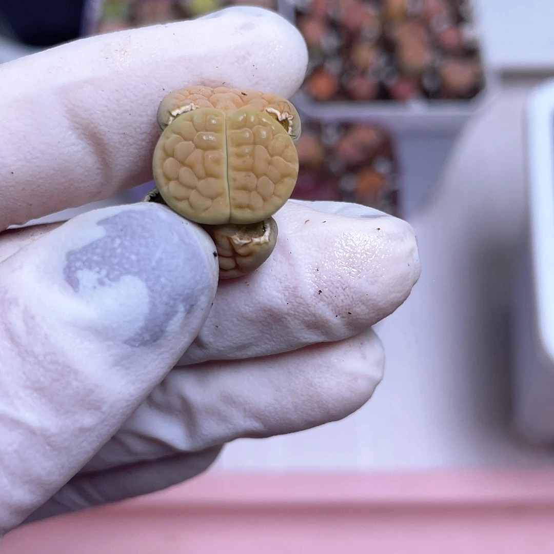 556 黄绿富贵……………………