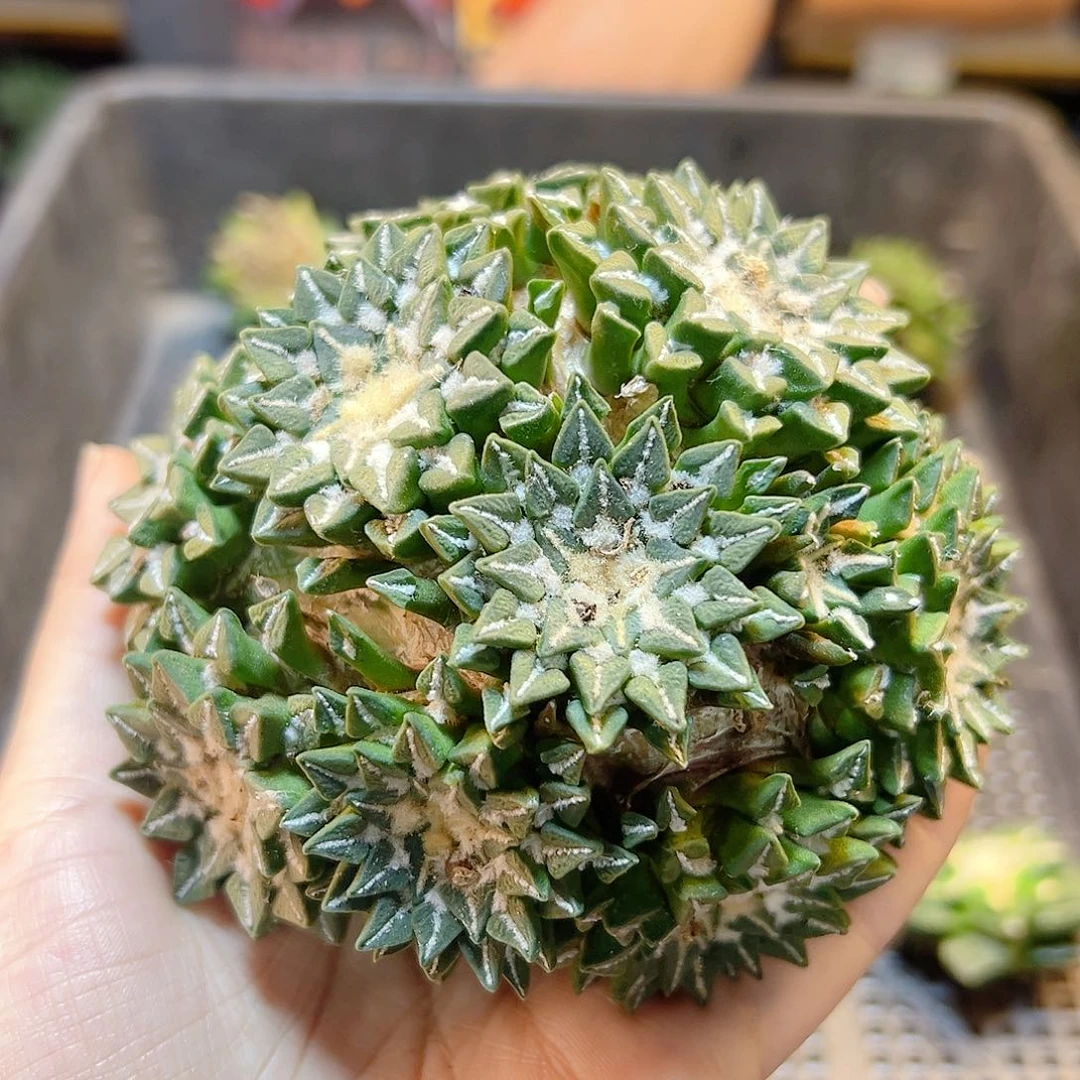 3号苗接馒头姬牡丹10公分无根