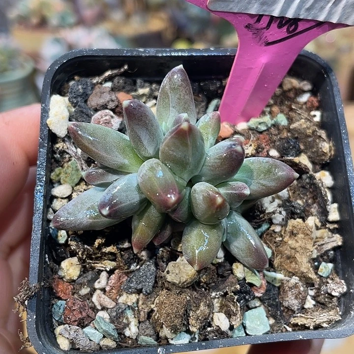 乌拉克拉小树朵朵834号的啊啊啊多肉啊啊