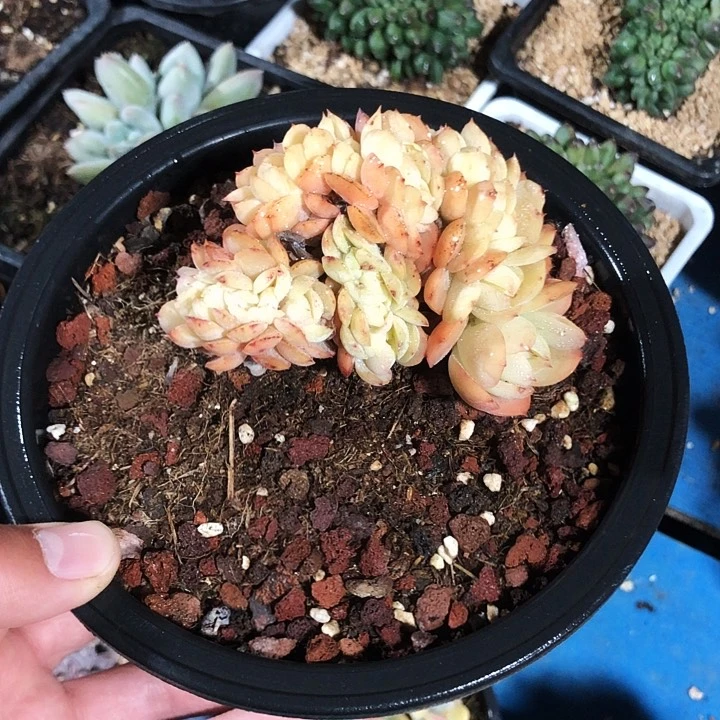 M*n鸡蛋碧桃缀化多肉植物