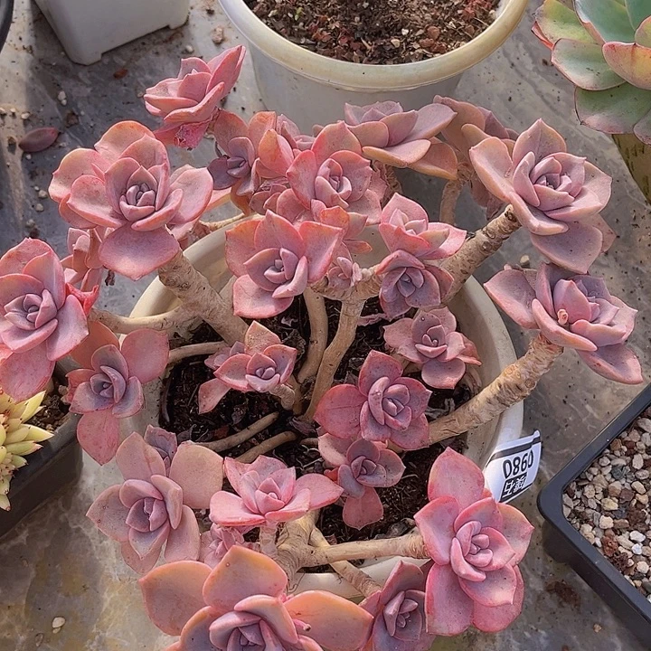 彩虹糖0980多肉植物