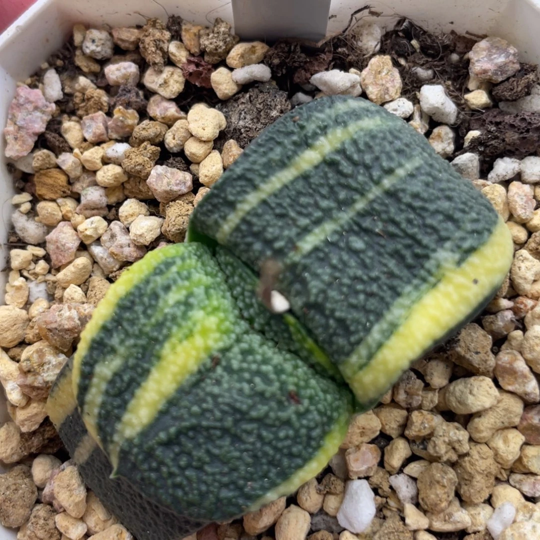 小蔡的菜园101卧牛锦