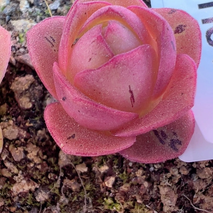 花生 彩虹之翼 012