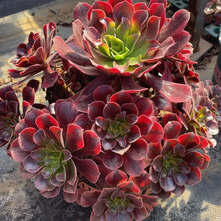 819美杜莎精品法师多肉