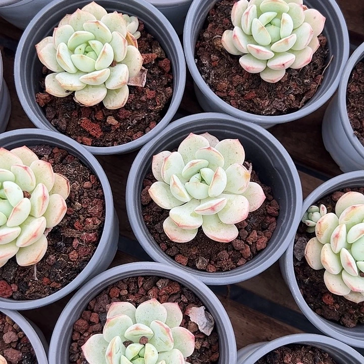 单头    香草    福利