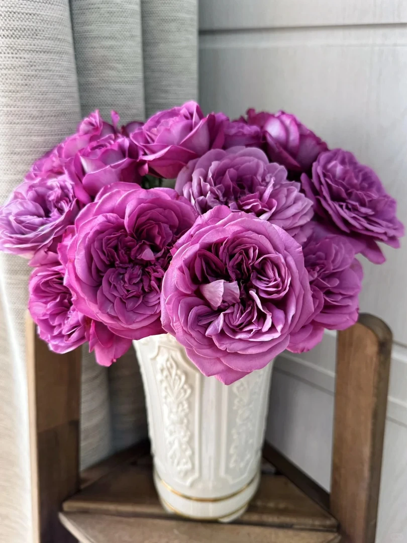 【梅子色完美】1加仑2-3年露天养护四季开花月季花阳台花苗花卉花