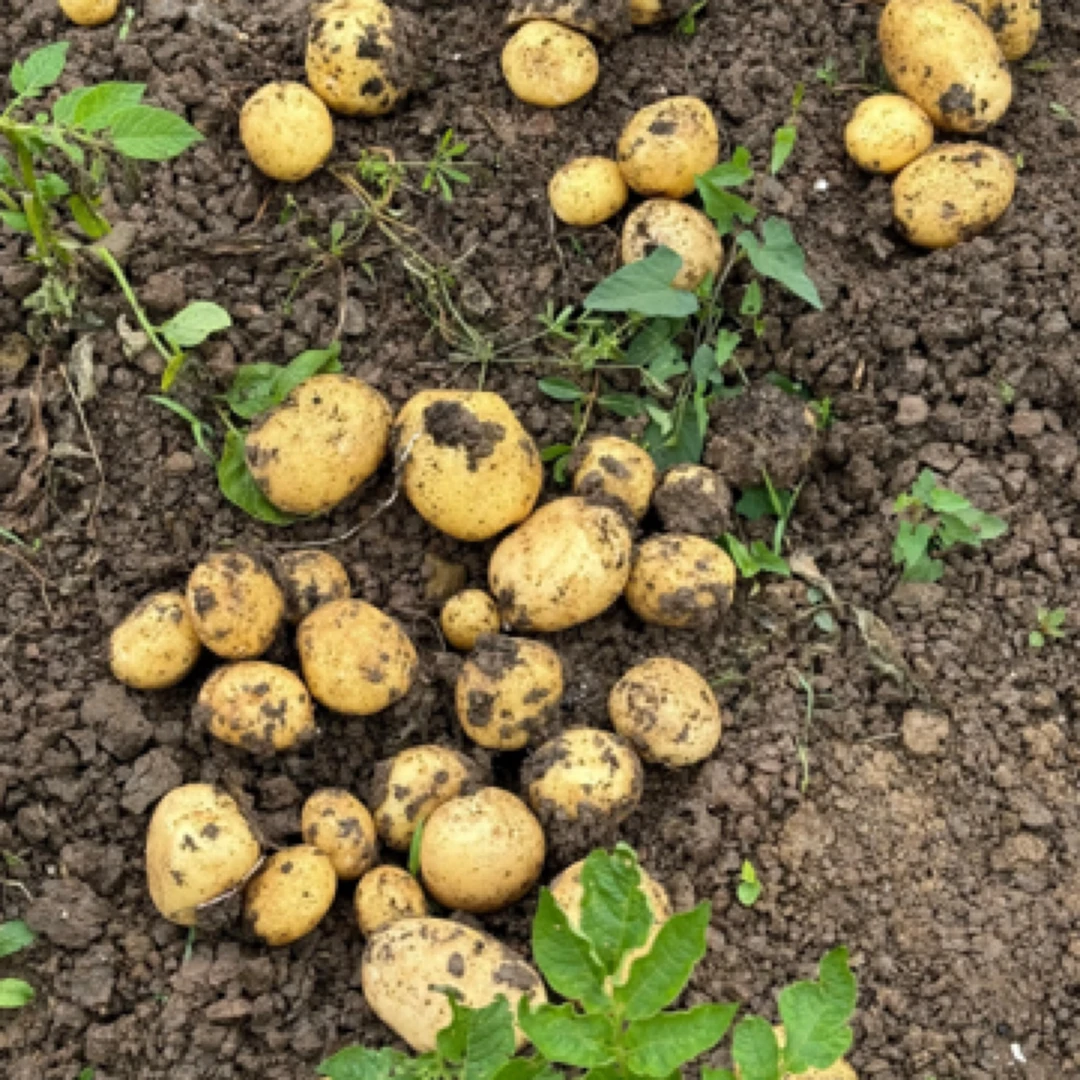 贵州农家自种黄心土豆——5斤装/有大有小