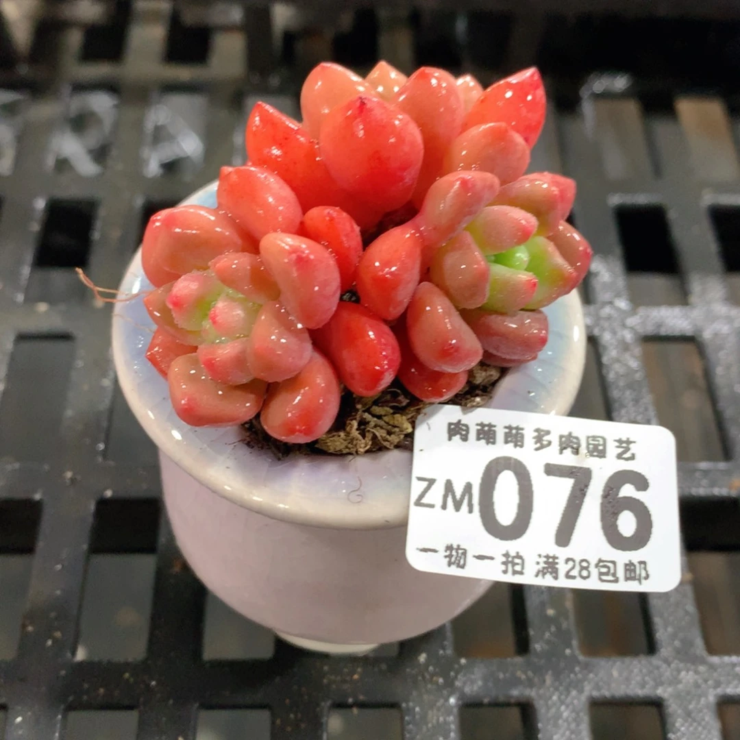 肉萌萌拇指盆精控多肉ZM076