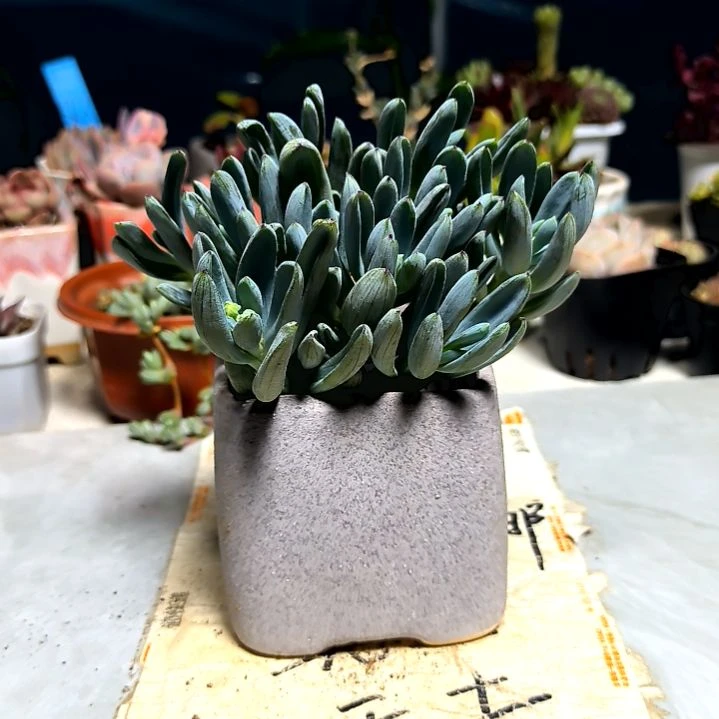 满9元包邮，，蓝松大颗群