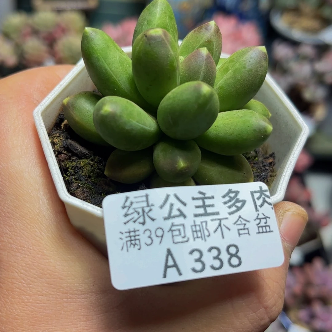 338香蕉树5厘米多肉
