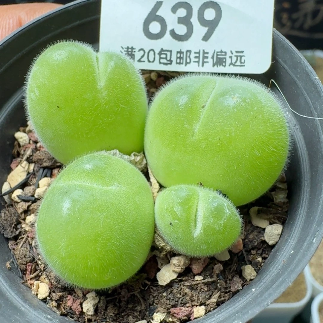 长毛带盆土