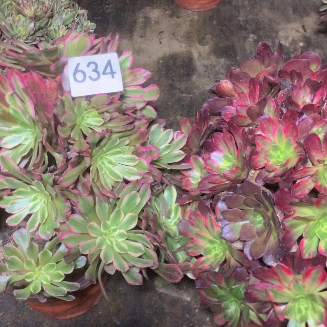 634特价组合多肉植物