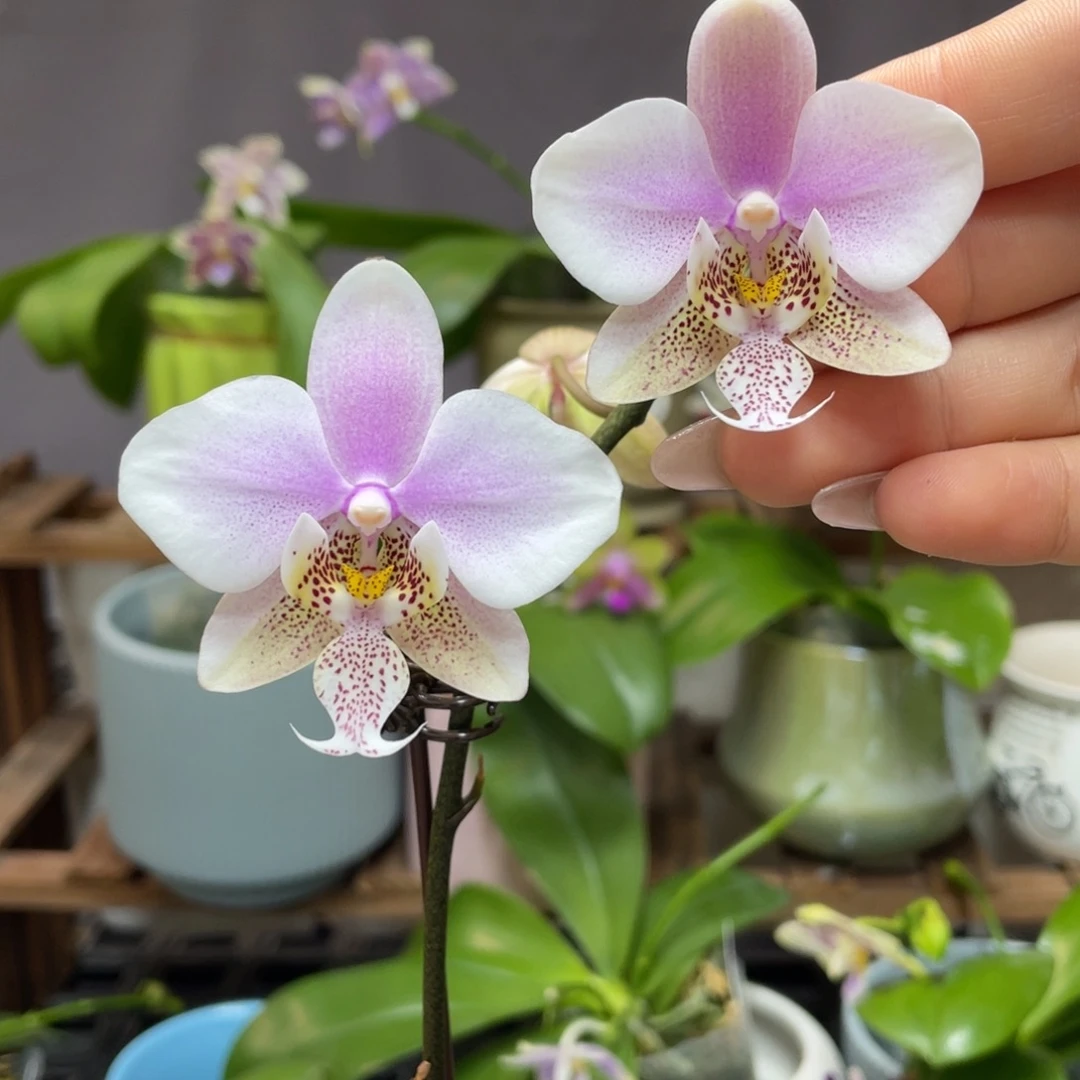 大部分开放少量花苞